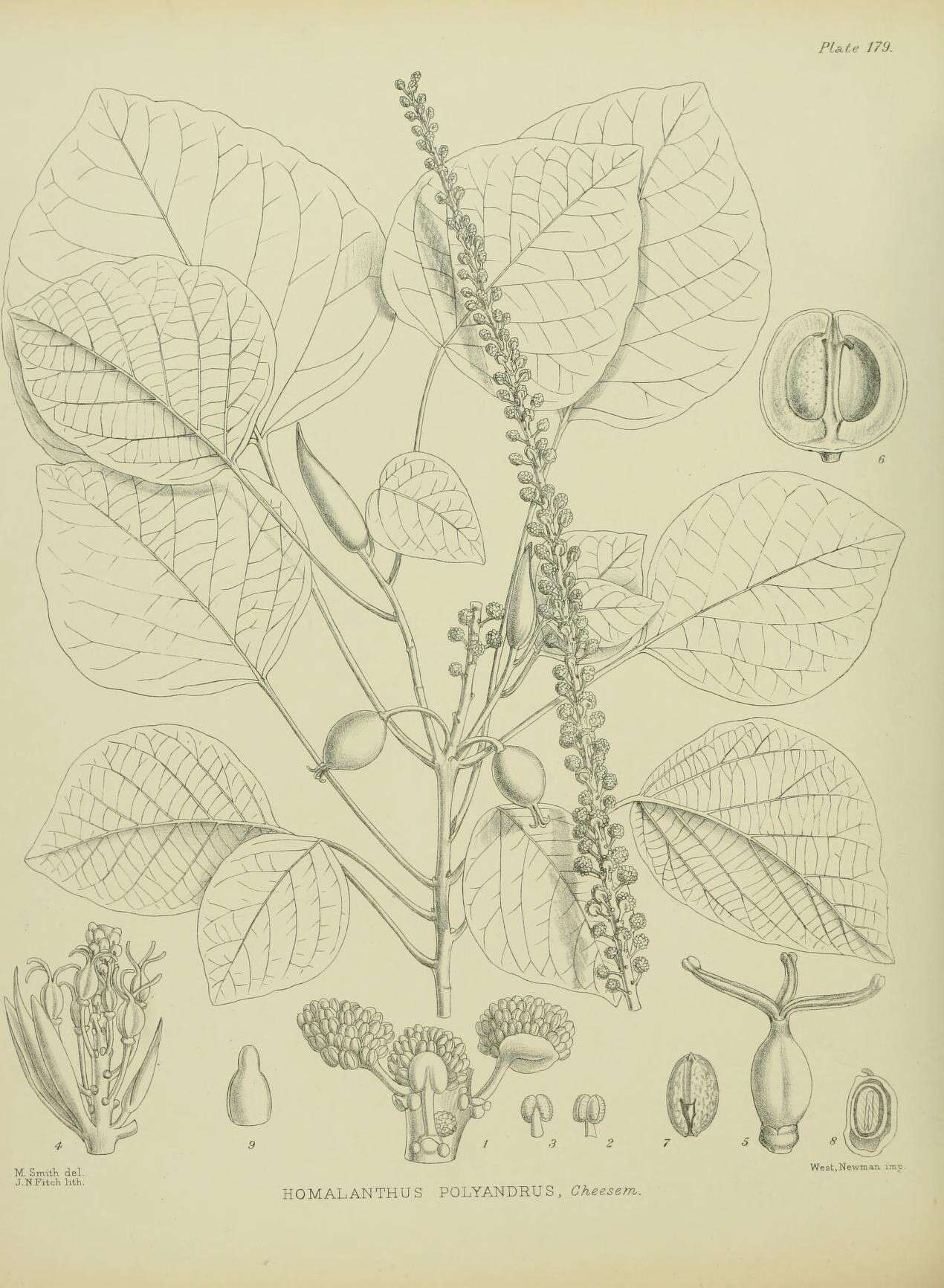 Sivun Homalanthus polyandrus (Hook. fil. ex Müll. Arg.) Cheeseman kuva