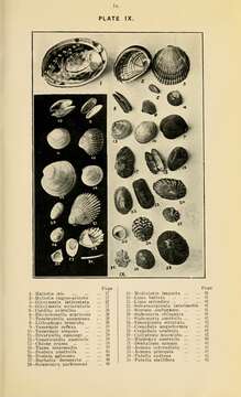 Image of blackfoot paua