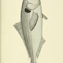 Image of Blue bass