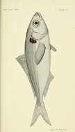 Image of Blue bass