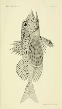 Image of Spotted gurnard