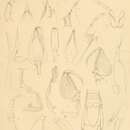Image of Cruregens fontanus Chilton 1882