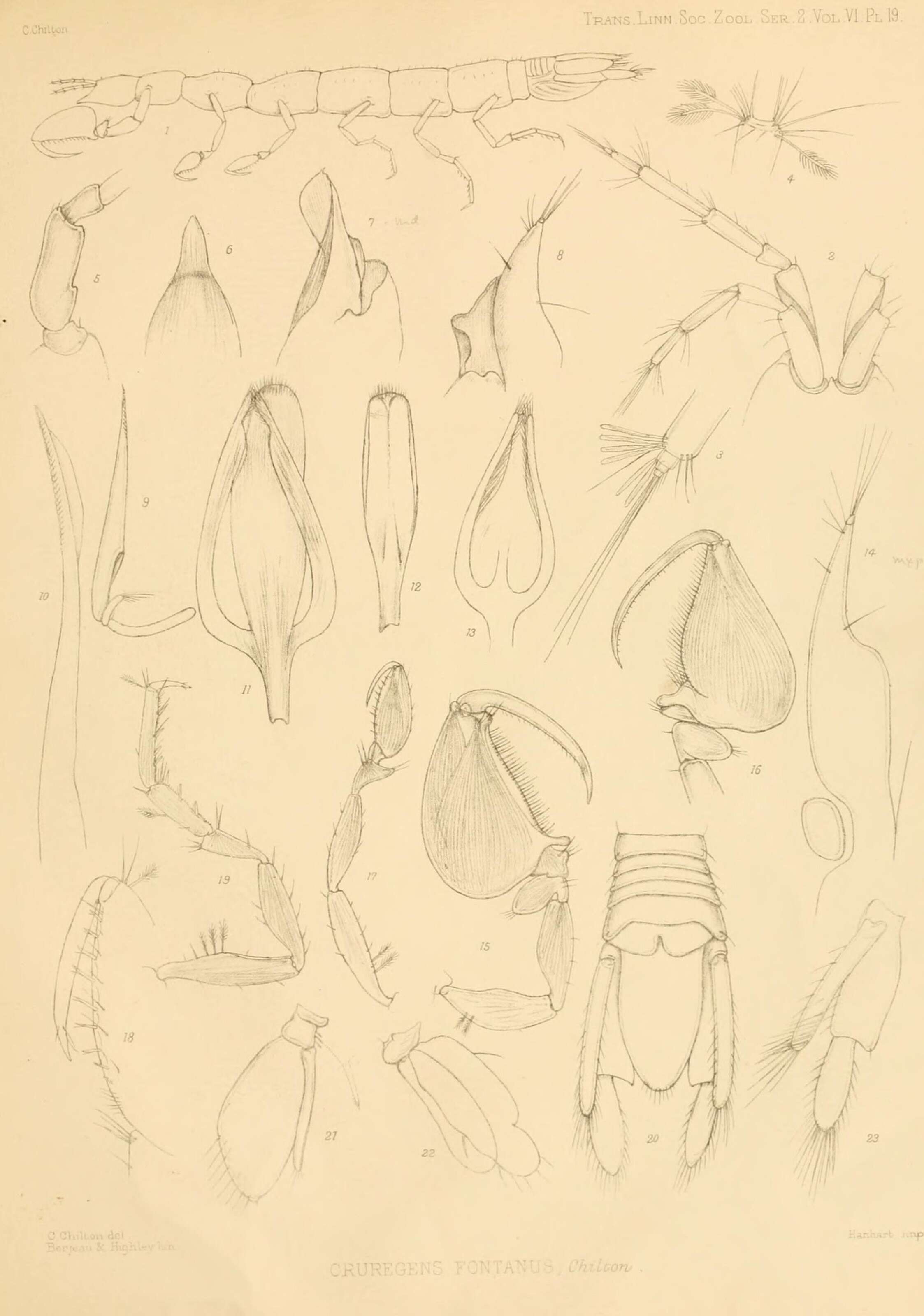 Image of Cruregens fontanus Chilton 1882