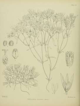 Image of Stellaria roughii Hook. fil.
