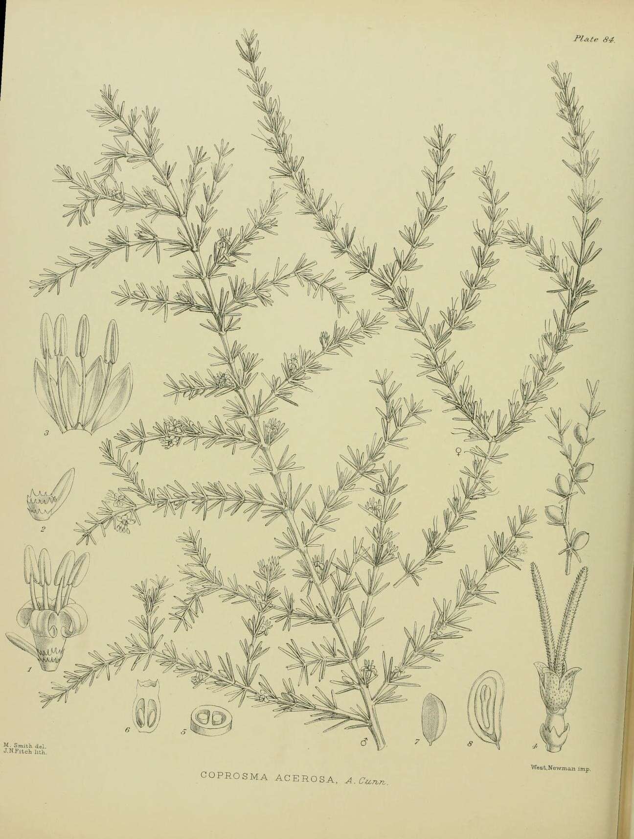 Image of Coprosma acerosa A. Cunn.