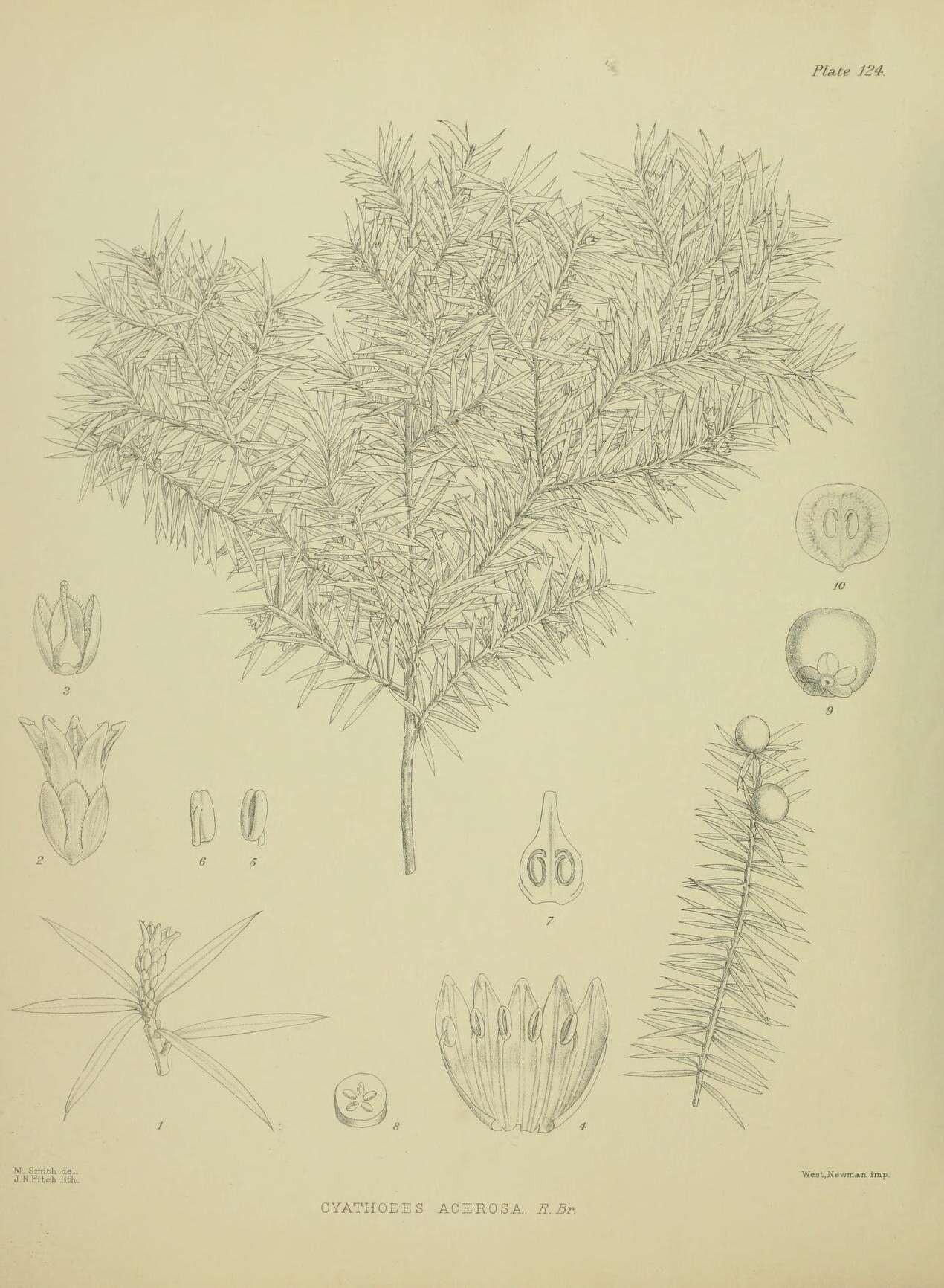 Image of Leptecophylla juniperina subsp. juniperina