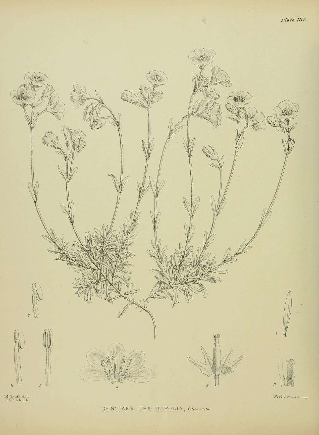 Image of Gentianella vernicosa (Cheeseman) T. N. Ho & S. W. Liu