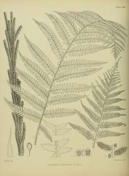 Diploblechnum fraseri (A. Cunn.) De Vol resmi