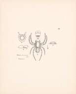 Image de Storena annulipes (L. Koch 1867)
