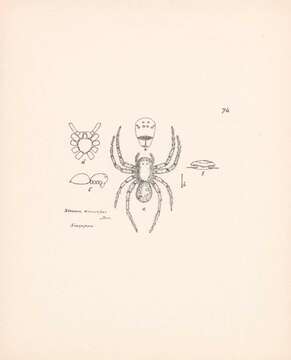 Image of Storena annulipes (L. Koch 1867)