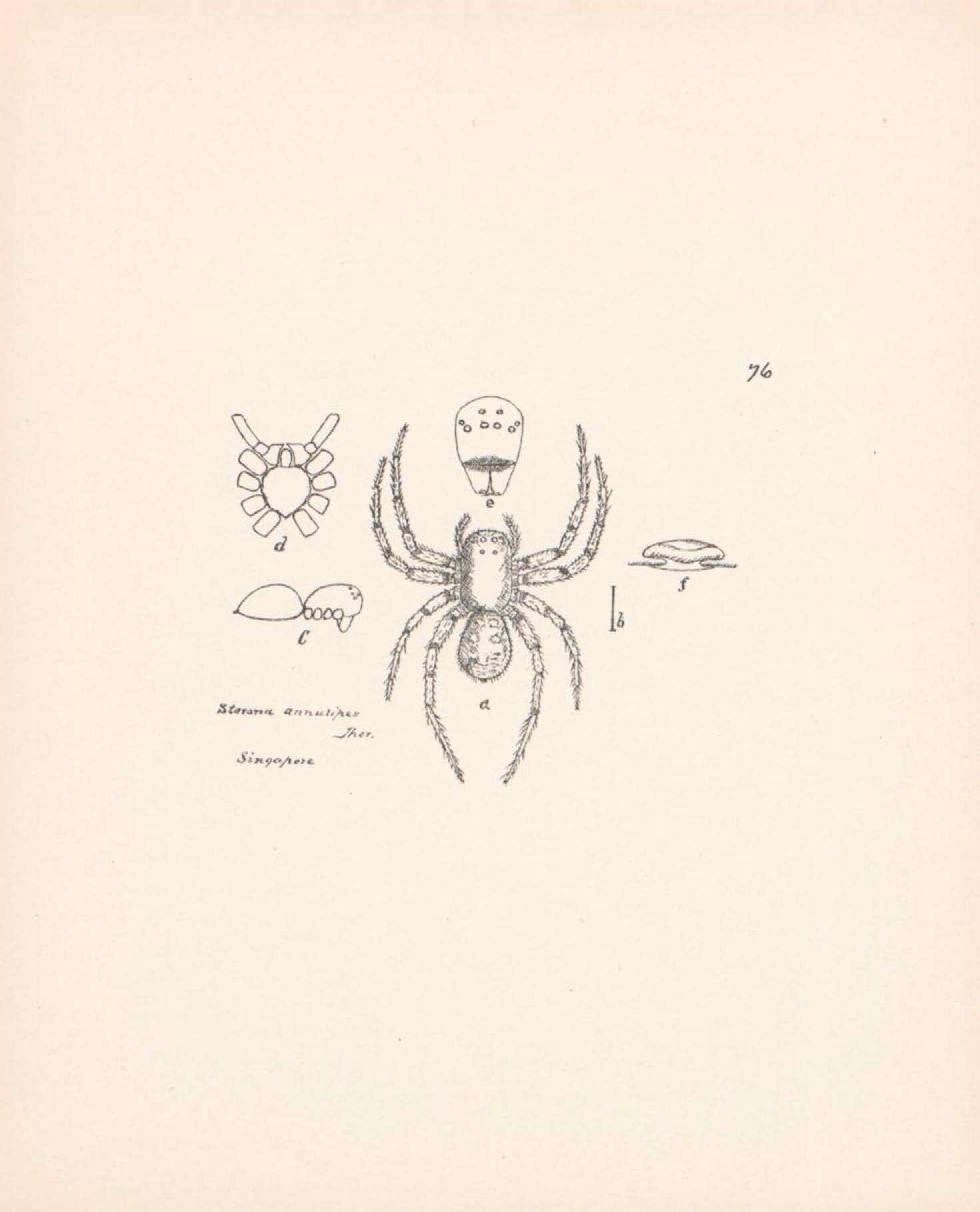 Image de Storena annulipes (L. Koch 1867)