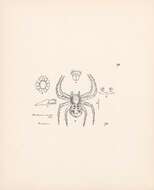 Image of Philodamia variata Thorell 1894