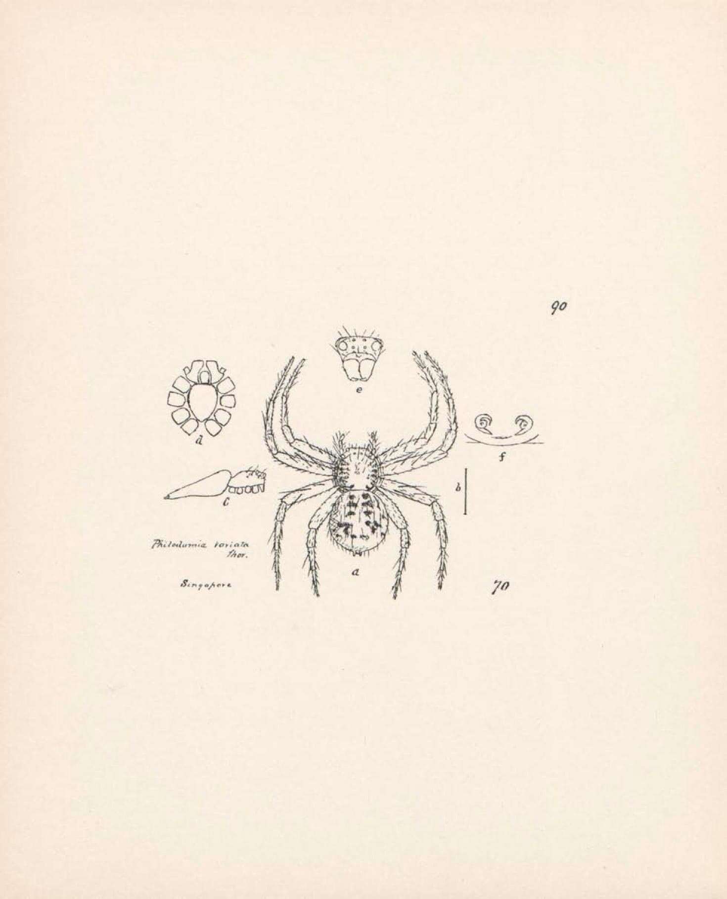 Image de Philodamia variata Thorell 1894