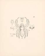 Image de Hyllus giganteus C. L. Koch 1846