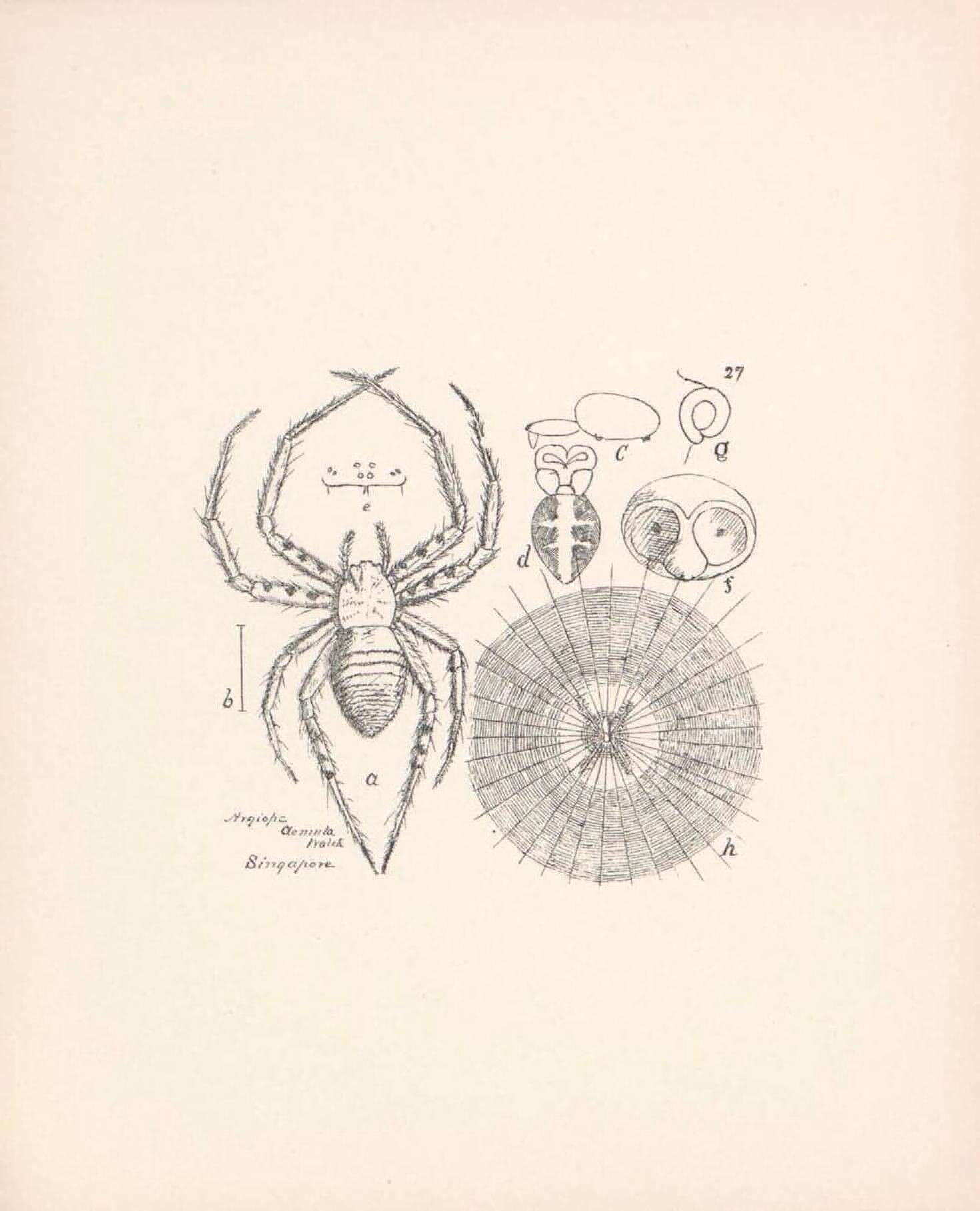 Image de Argiope aemula (Walckenaer 1841)