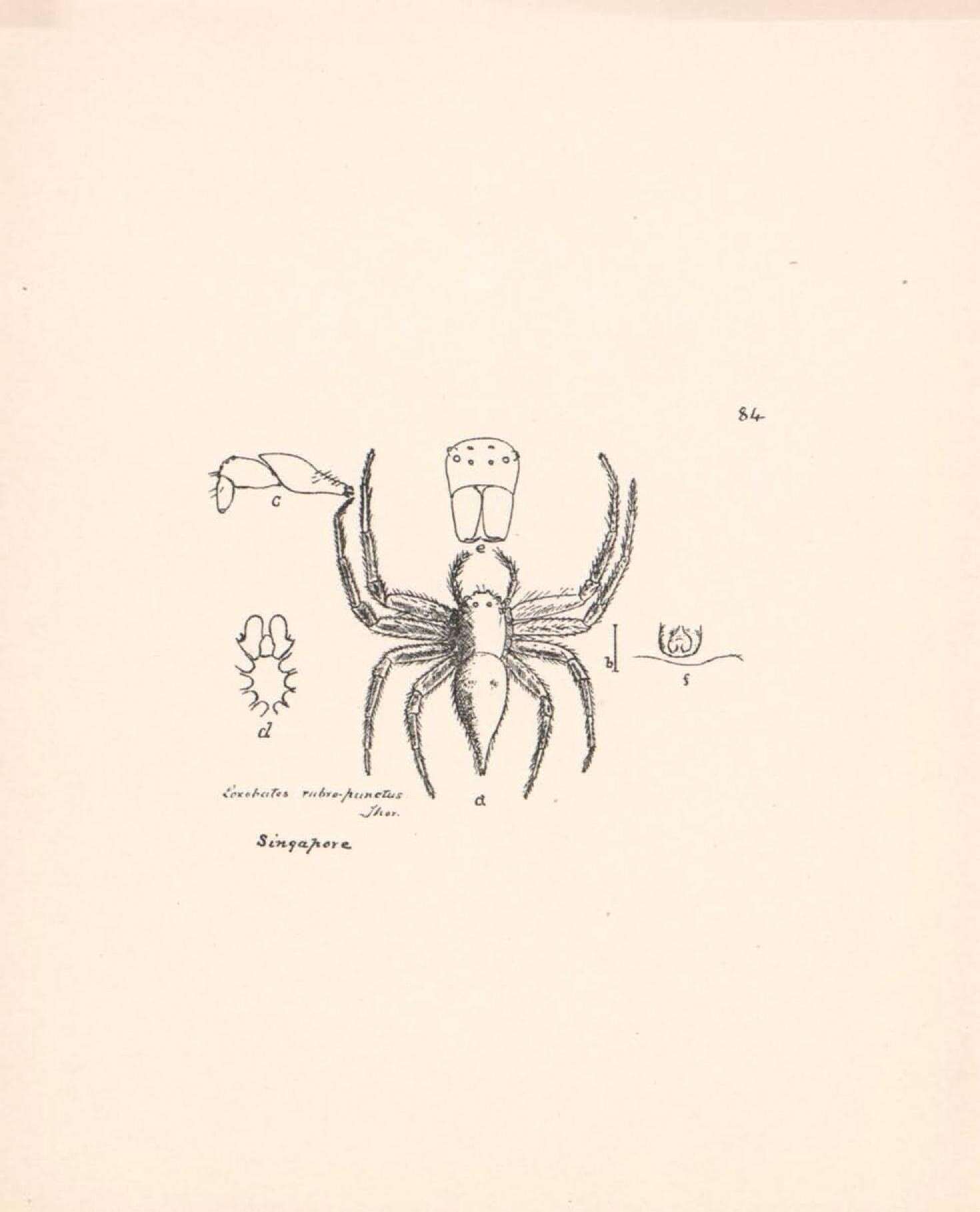 Image de Lycopus rubropictus Workman 1896