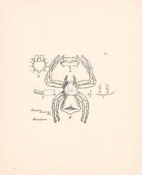 Image of Diamond-bellied Crab Spider