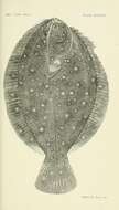 Слика од Rhombosolea retiaria Hutton 1874