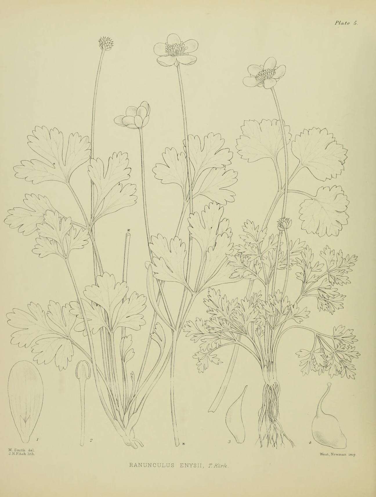 Image of Ranunculus enysii T. Kirk