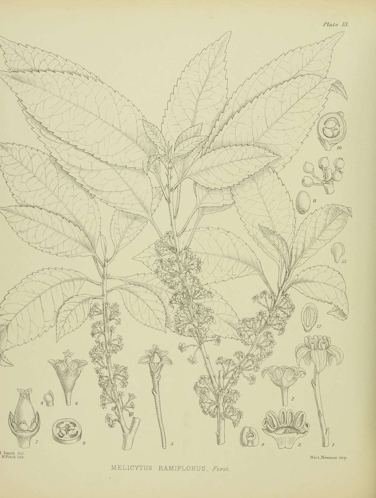 Sivun Melicytus ramiflorus J. R. Forster & G. Forster kuva