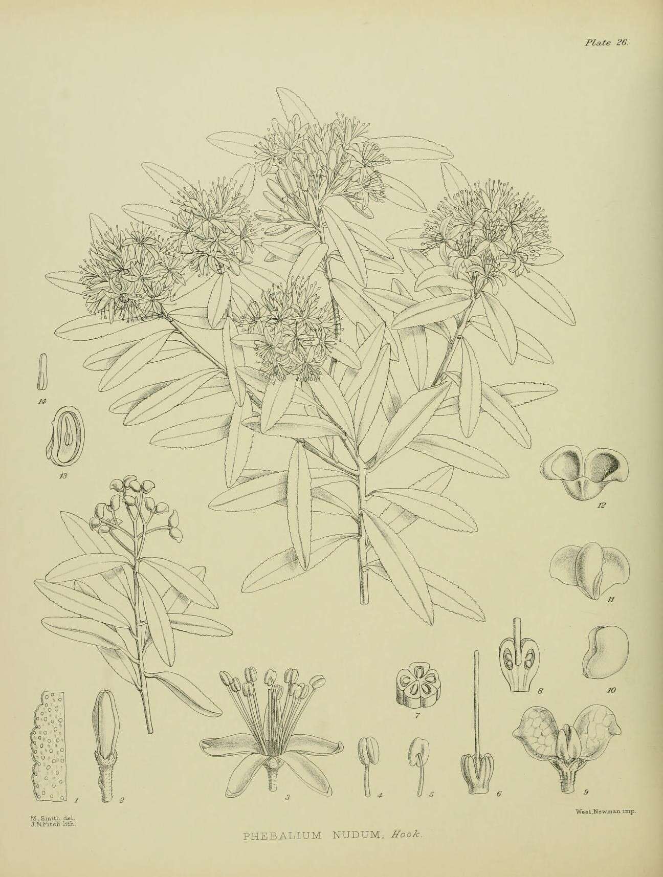 Image of Leionema nudum (Hook.) Paul G. Wilson