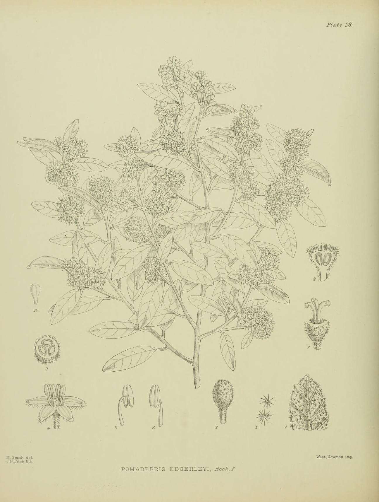 Image de Pomaderris prunifolia var. edgerleyi (Hook. fil.) L. B. Moore