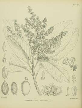 Image of corynocarpus