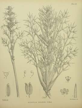 Image of Aciphylla hookeri T. Kirk