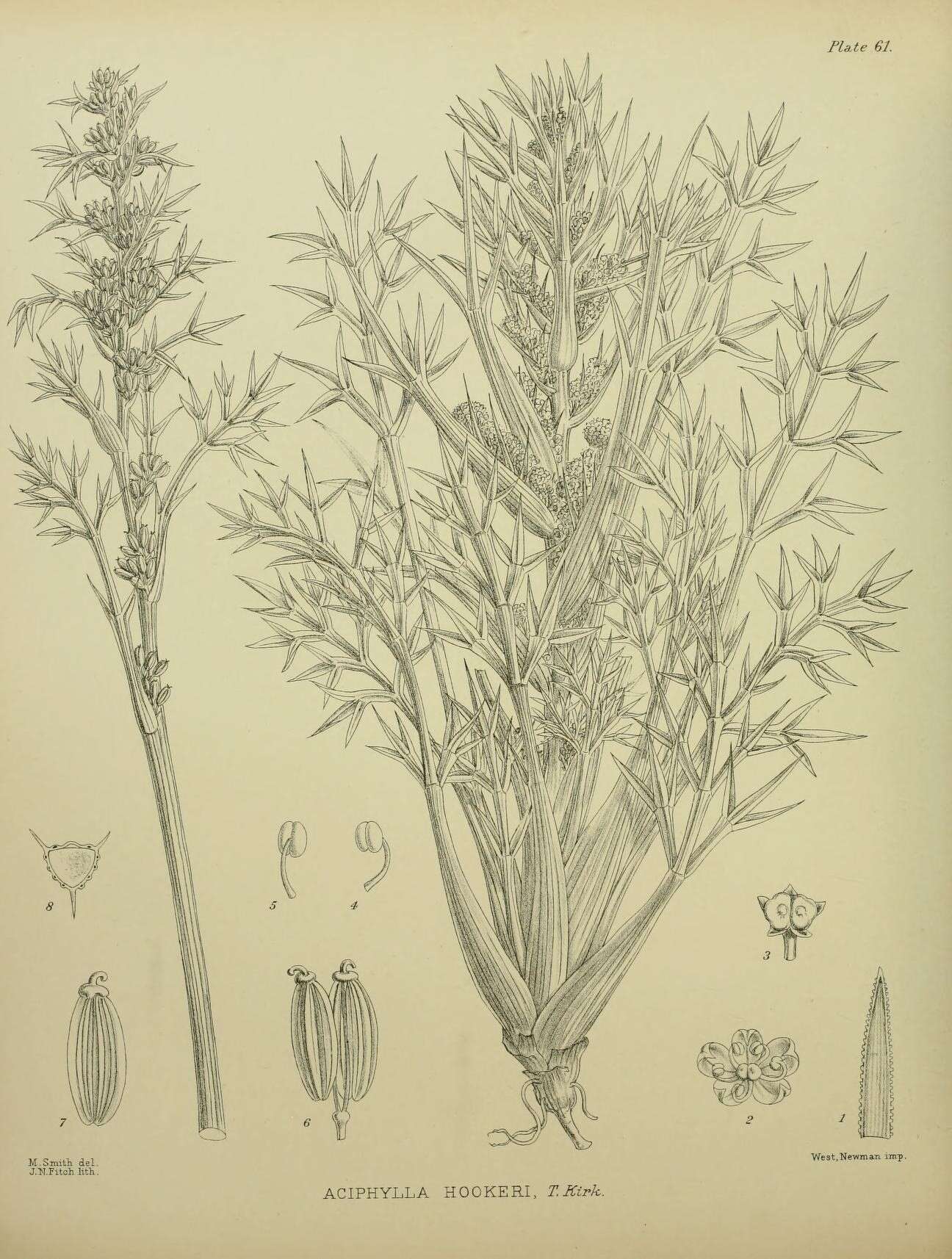 Image of Aciphylla hookeri T. Kirk