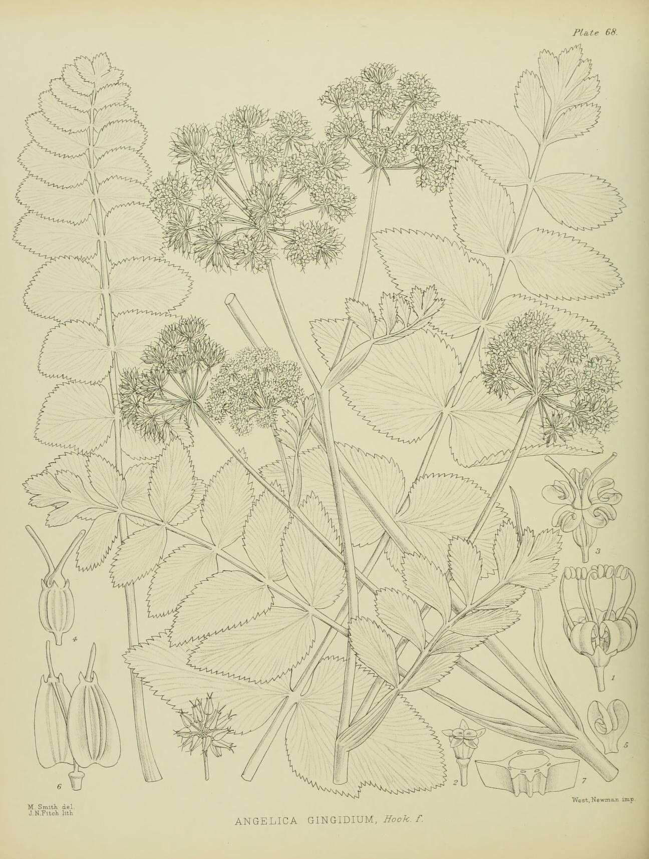 Image of Gingidia montana (J. R. & Forst. fil.) J. W Dawson