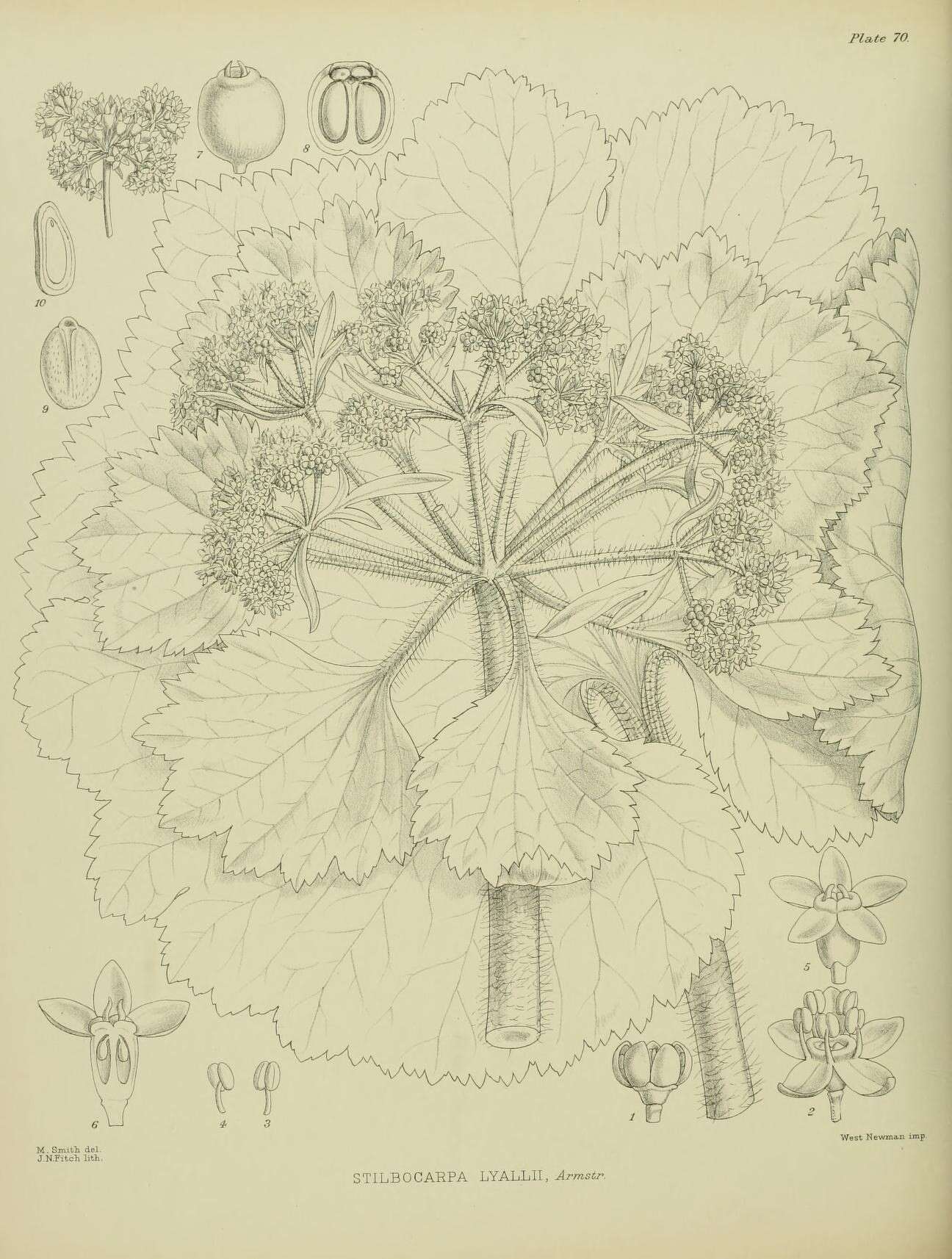 Imagem de Azorella lyallii (J. B. Armstr.) G. M. Plunkett & A. N. Nicolas