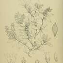 Image of Archeria racemosa Hook. fil.