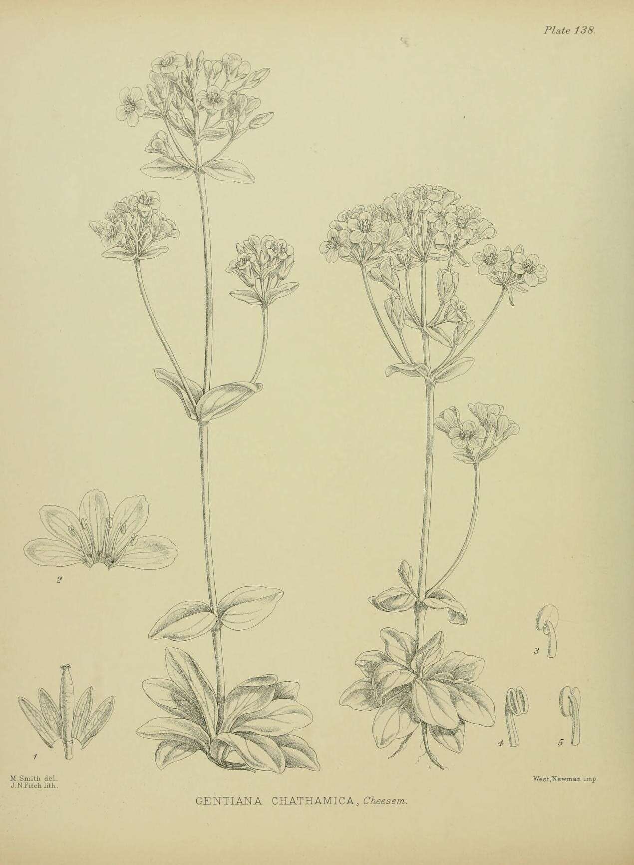 Image of Gentianella chathamica subsp. chathamica