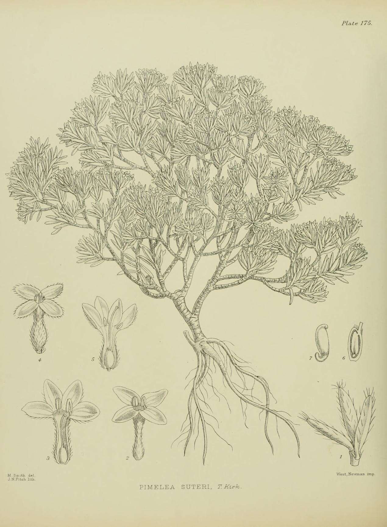 Image of Pimelea suteri T. Kirk