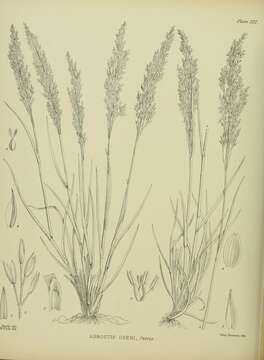 Image of Agrostis dyeri Petrie