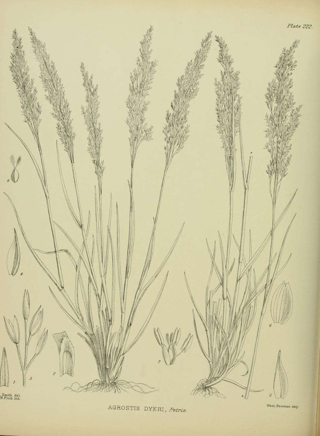 Image of Agrostis dyeri Petrie