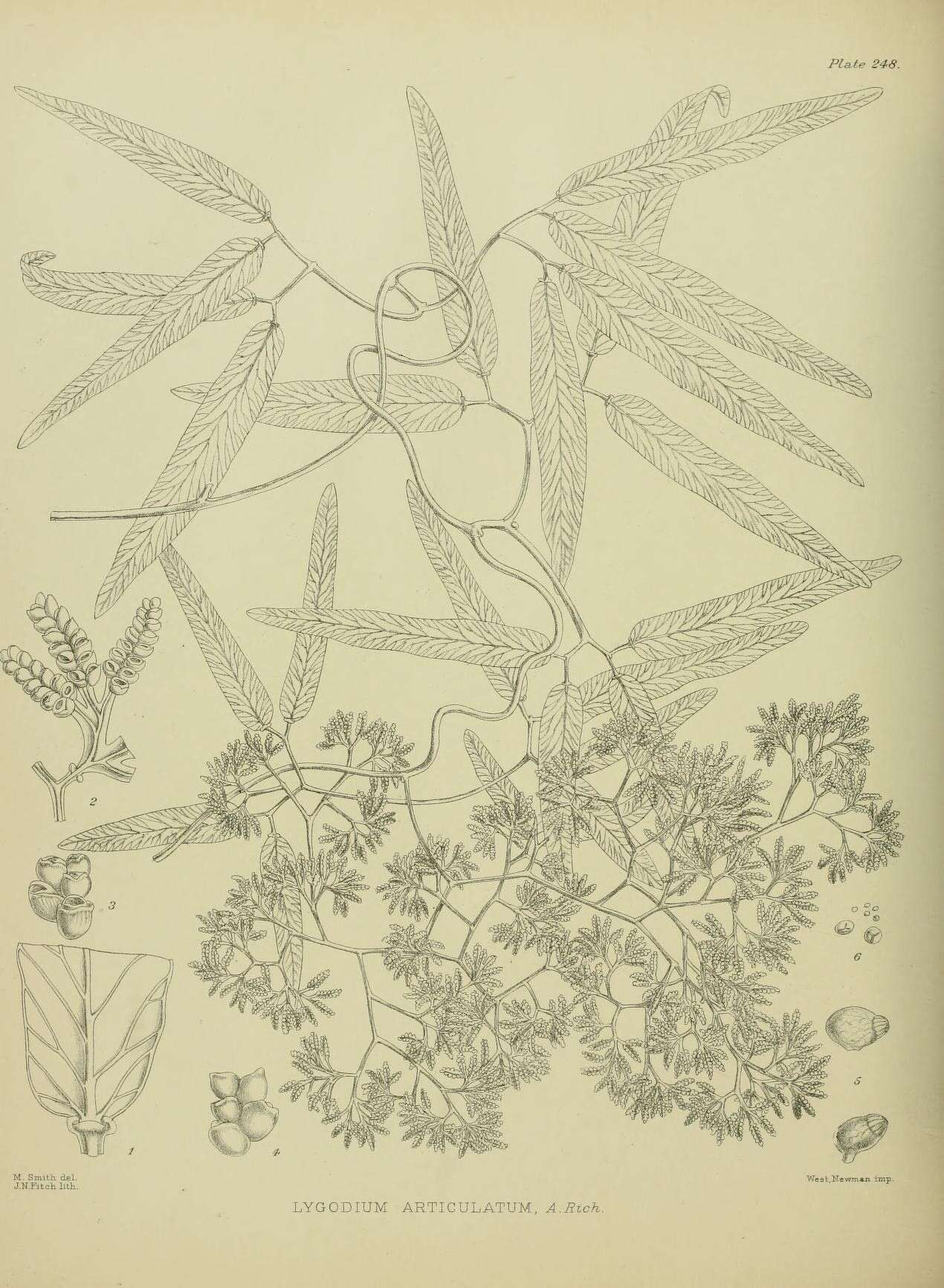 Image of Lygodium articulatum A. Rich.