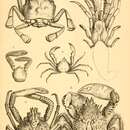 Image de Paramithrax barbicornis (Latreille ex Latreille, Le Peletier, Serville & Guérin 1825)