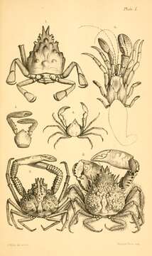 Image of Paramithrax H. Milne Edwards 1834