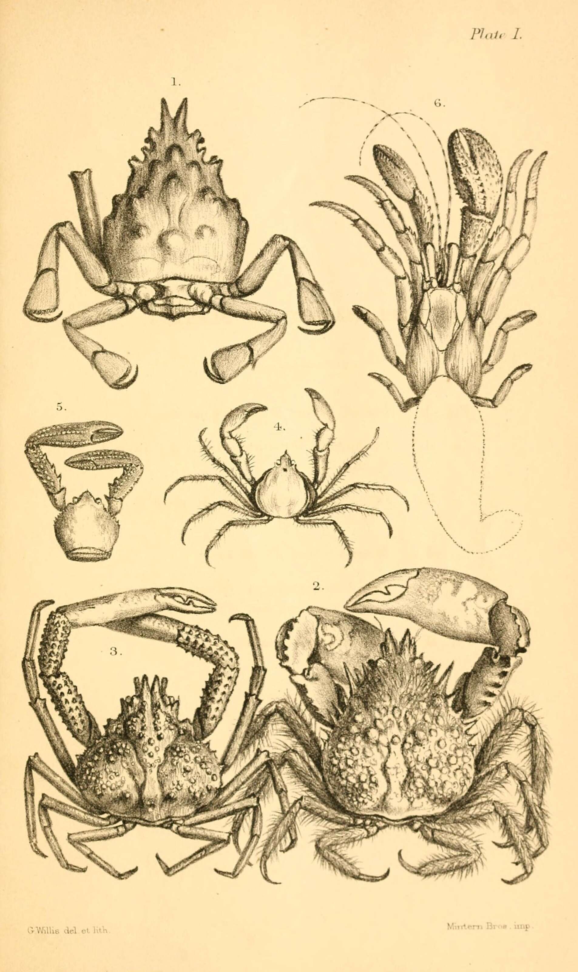 Image of ecdysozoans