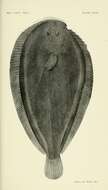 Image of New Zealand sole