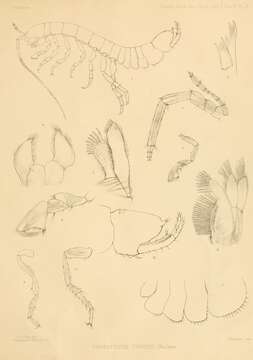 Phreatoicus Chilton 1883的圖片
