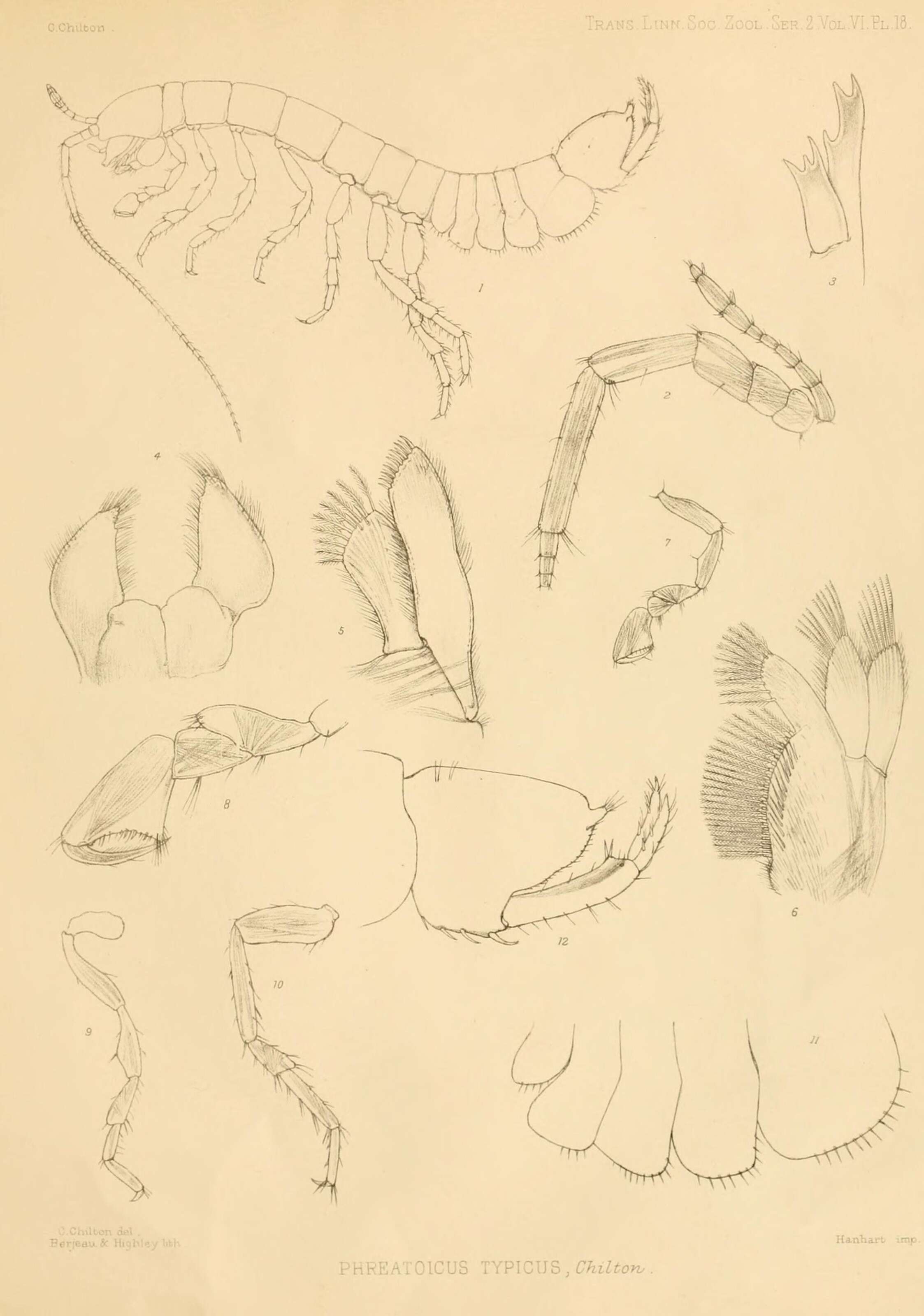 Image of Phreatoicus typicus Chilton 1883