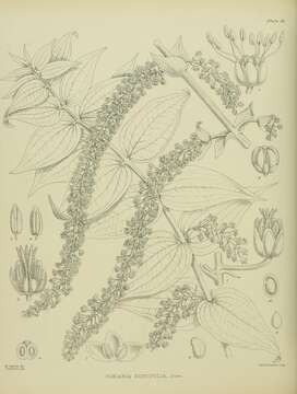 Image of Coriaria ruscifolia L.