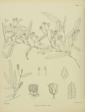 Image of Rubus parvus J. Buch.