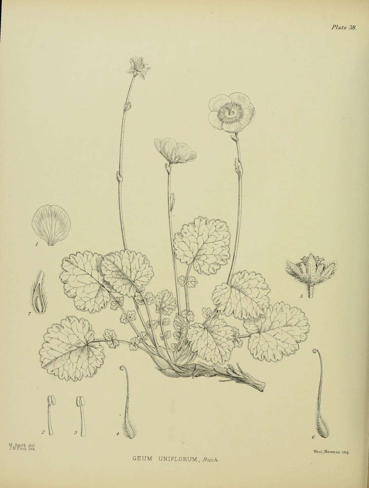 Image of Geum uniflorum J. Buch.