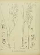Image de Thelymitra longifolia J. R. Forst. & G. Forst.