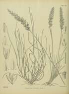 Image of Trisetum youngii Hook. fil.