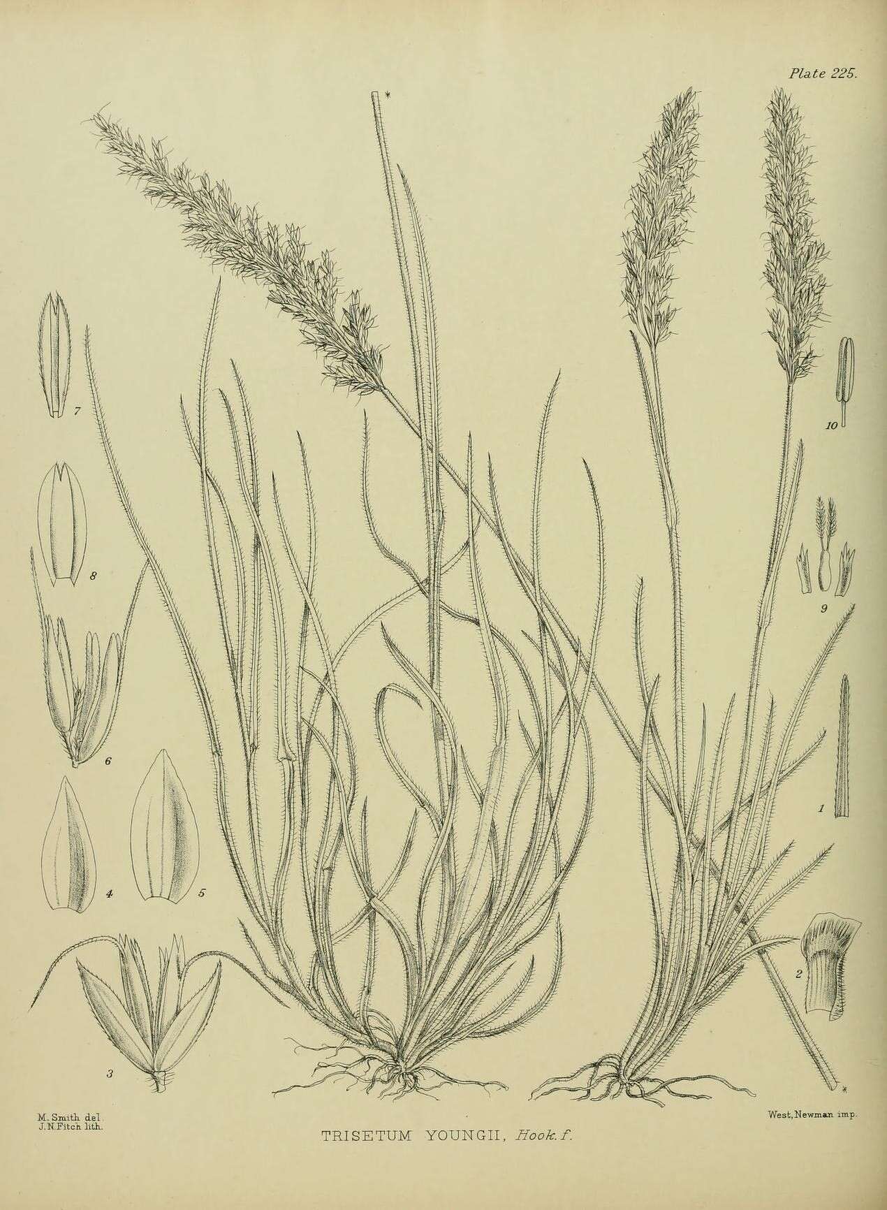 Image of Trisetum youngii Hook. fil.