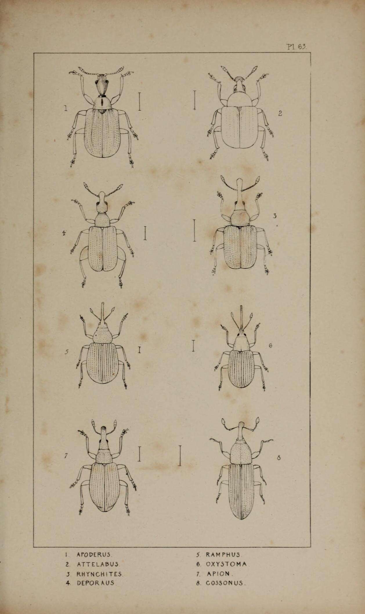 Image of Apoderus avellanae Billberg 1820